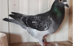 Loc 1 Birzai 2018 – Aurel Novac